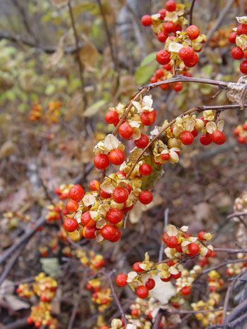 berries on a branch