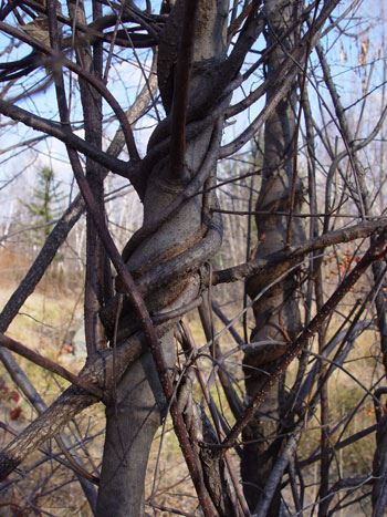 thick vines growing up a tree