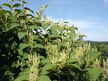 large green leafy plant with white flowering