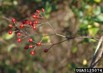small red berries on a branch