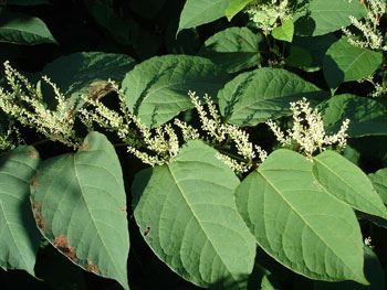 close up of green leaves on a stem